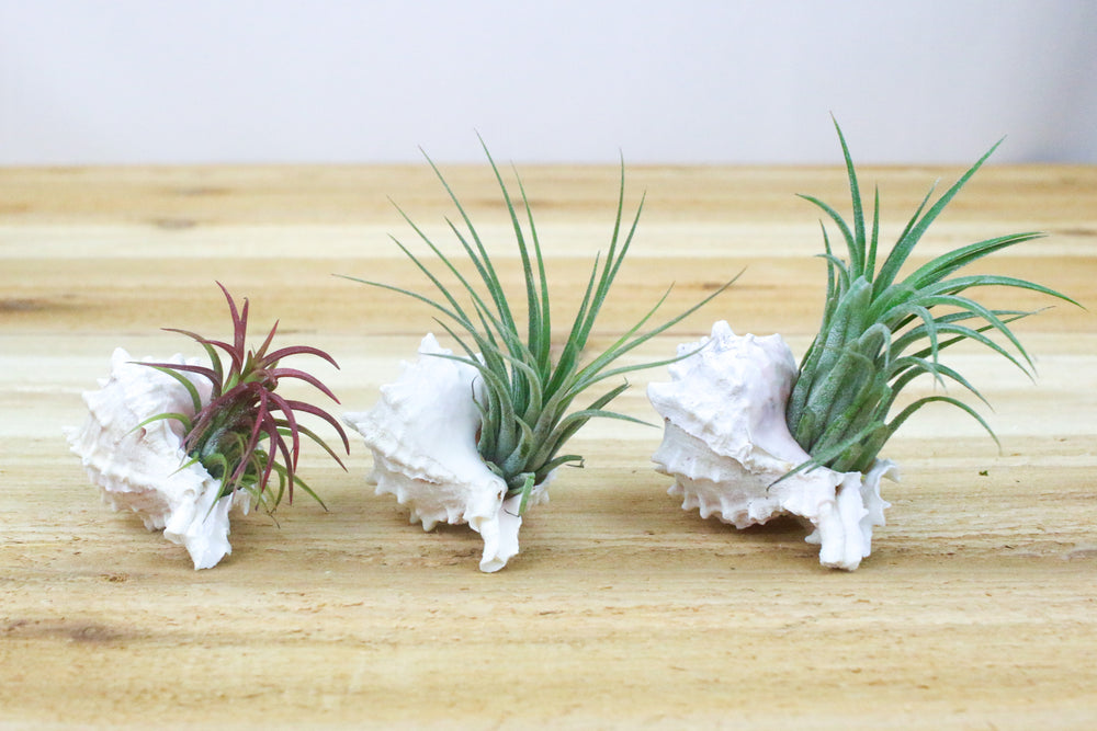 3 pink murex seashells with assorted tillandsia ionantha air plants