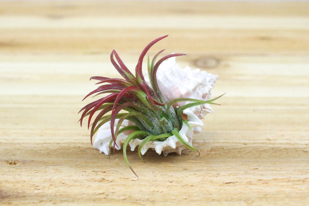 pink murex  seashell with blushing tillandsia ionantha fuego air plant