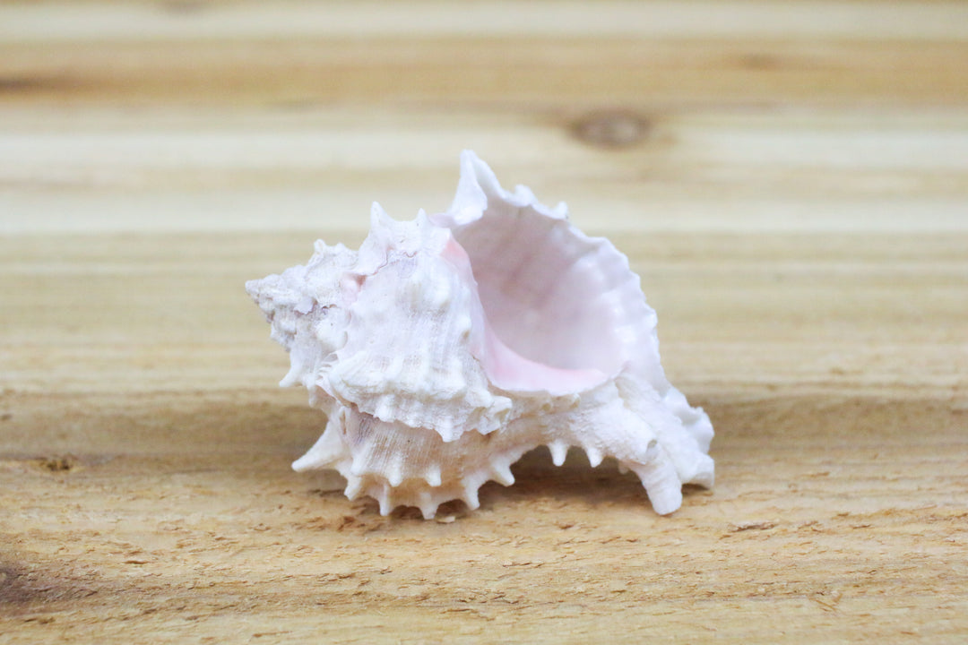 pink murex seashell