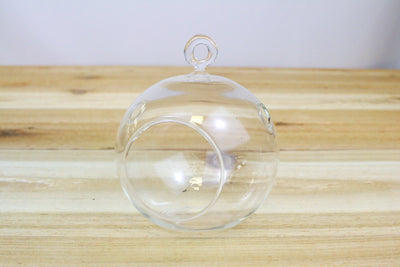 Flat Bottom Hanging Glass Globe Terrarium