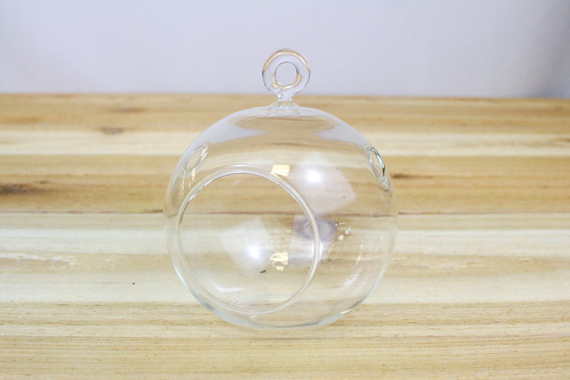 flat bottom glass globe terrarium with loop for hanging