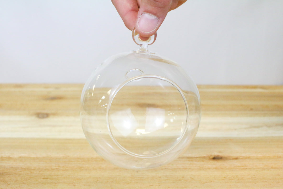 round bottom glass globe terrarium