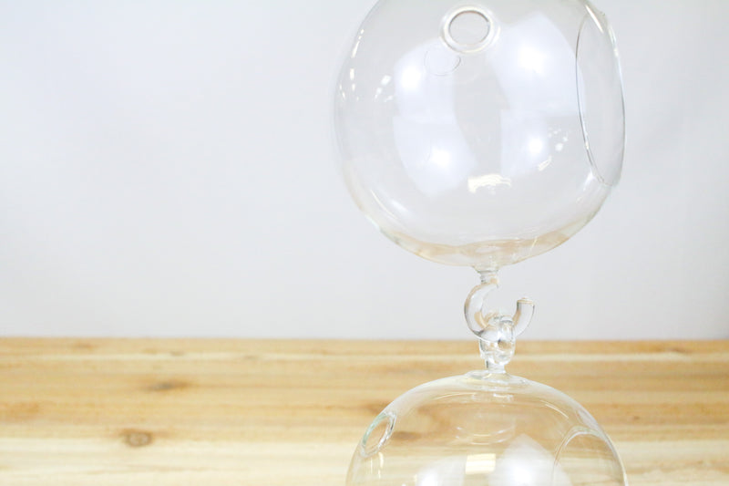 2 round glass globe terrariums with hooks on top and bottom hooked together