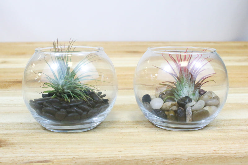 2 glass bubble bowl terrariums with river stones and tillandsia ionantha guatemala air plants