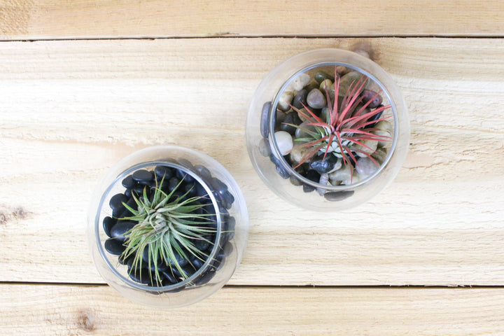 2 glass bubble bowl terrariums with river stones and tillandsia ionantha guatemala air plants