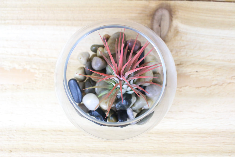 glass bubble bowl terrarium with river stones and tillandsia ionantha guatemala air plant