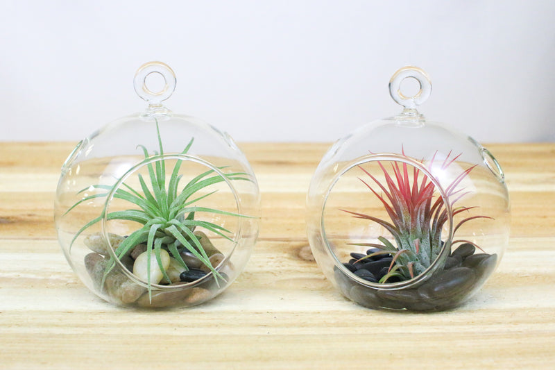 two flat bottom hanging glass globe terrariums with black stones and tillandsia ionantha air plants