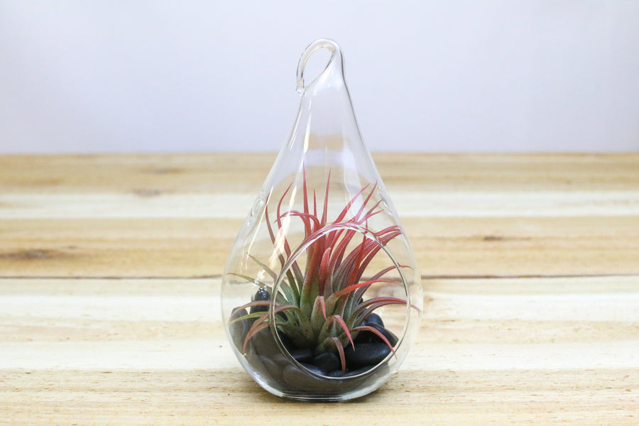 air plant in glass vase Teardrop Shaped Glass Terrarium, Tillandsia Air Plants & Black Stones – Air Plant Shop