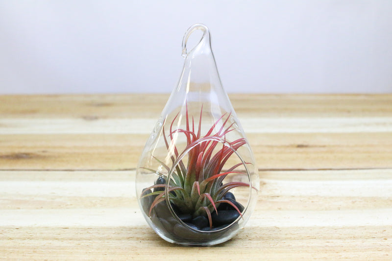 teardrop glass terrarium with black stones and blushing tillandsia ionantha air plant