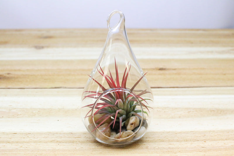teardrop glass terrarium with river stones and blushing tillandsia ionantha air plant