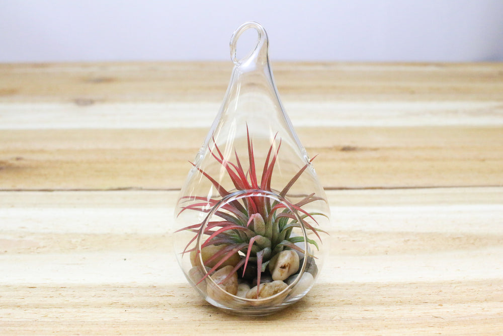 glass teardrop terrarium with river stones and tillandsia ionantha air plant