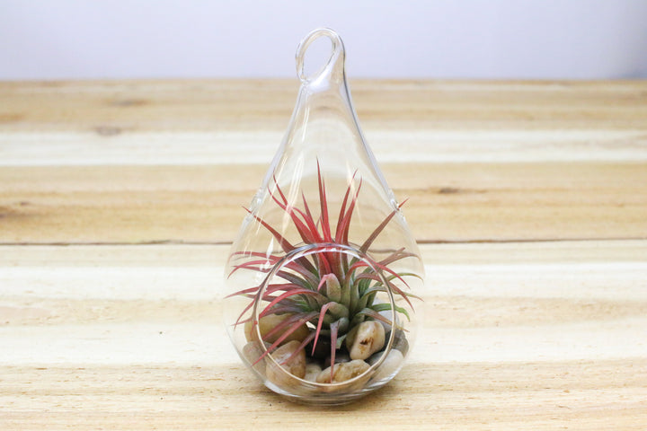 glass teardrop terrarium with river stones and tillandsia ionantha air plant