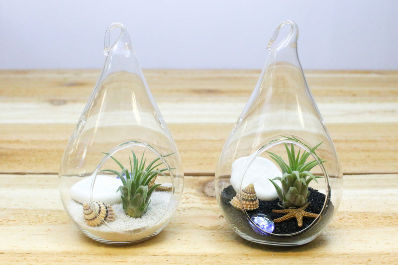 2 teardrop terrariums containing black and white sand, sea life and tillandsia ionantha air plants