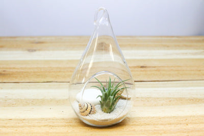 teardrop shaped glass terrarium with hook and flat bottom containing sand, sea life and tillandsia ionantha air plant