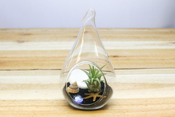 teardrop terrarium with black sand, sea life and tillandsia ionantha air plant