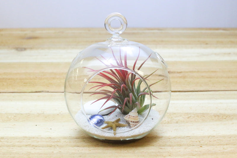 flat bottom glass globe terrarium with loop for hanging containing sand, sea life and blushing tillandsia ionantha guatemala air plant