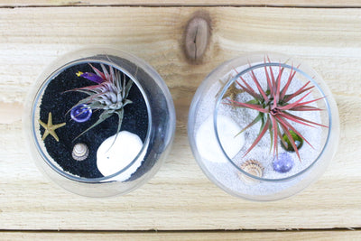 2 bubble bowl glass terrariums containing white and black sand, sea life and tillandsia ionantha air plants