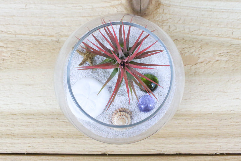 bubble bowl glass terrarium with white sand, sea life and tillandsia ionantha air plant