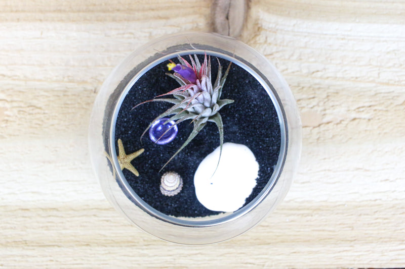 bubble bowl terrarium with black sand, sea life and tillandsia ionantha air plant