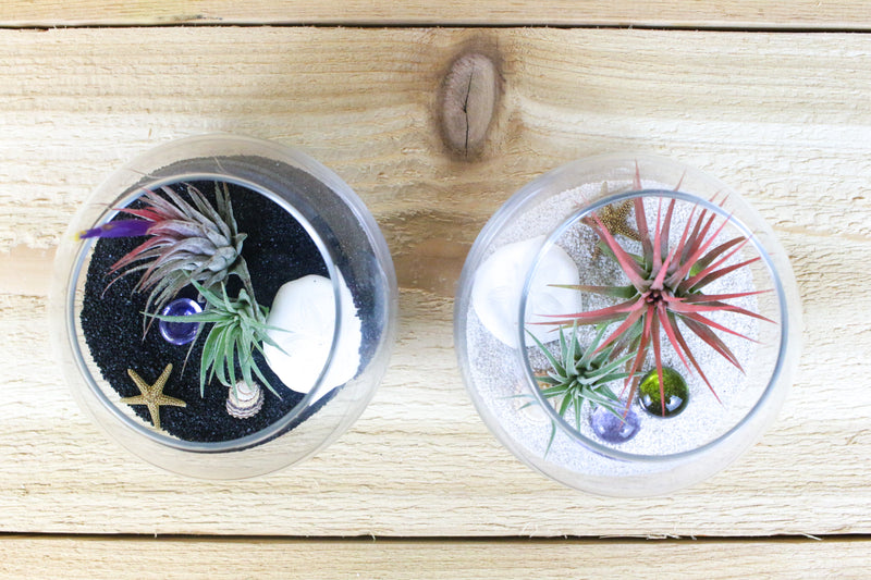 bubble bowl terrariums with black and white sand, sea life and tillandsia ionantha air plants