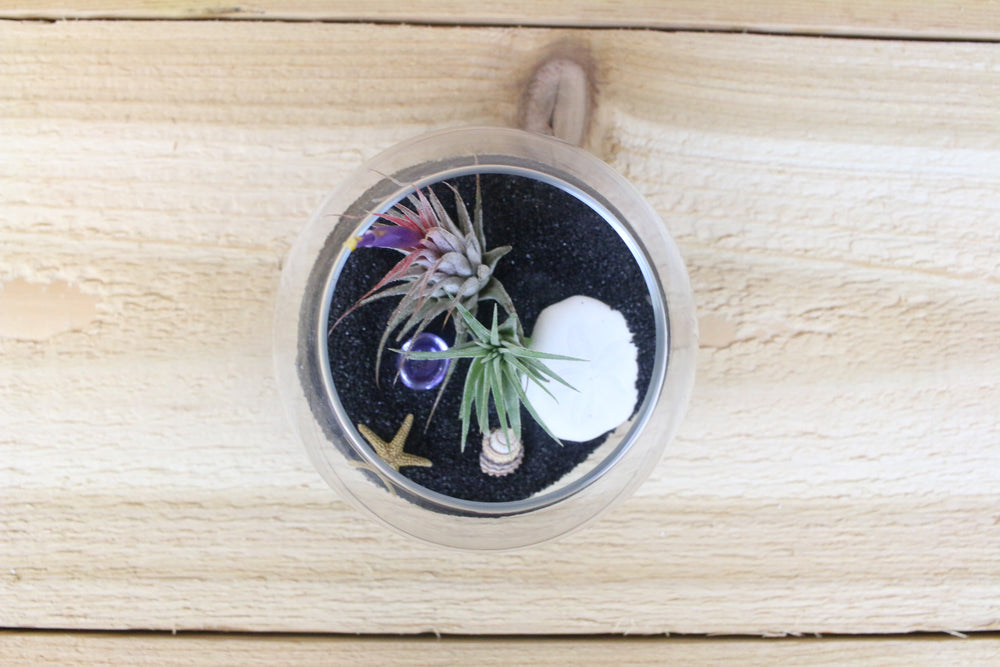 glass bubble bowl, black sand, sea life and tillandsia ionantha air plants