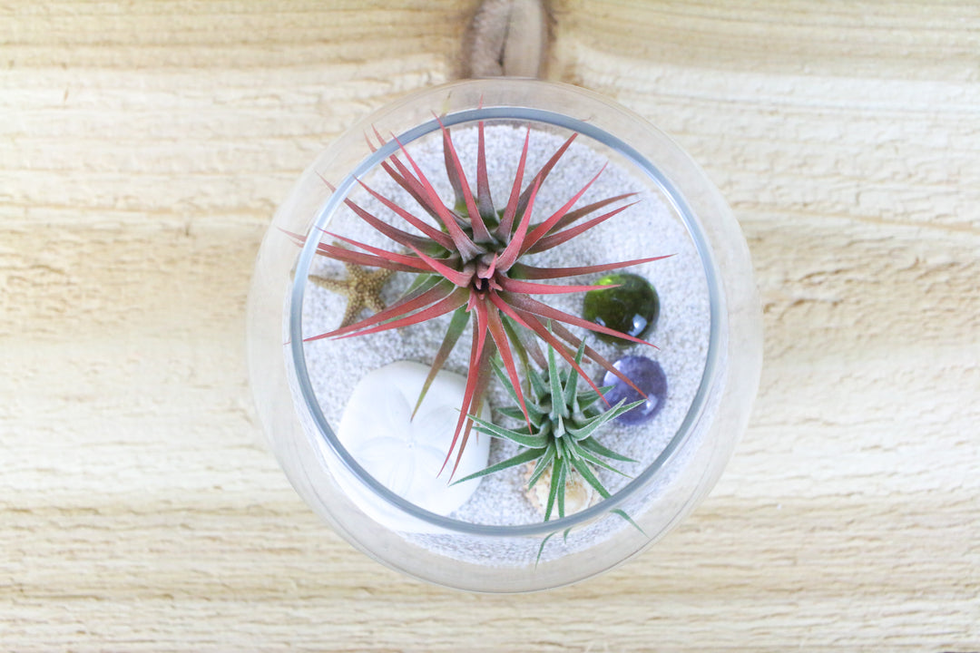 bubble bowl terrarium with white sand, sea life and tillandsia ionantha air plants