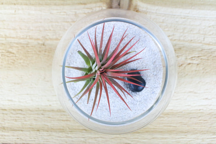 glass bubble bowl, tillandsia ionantha air plant, sand and rock stack