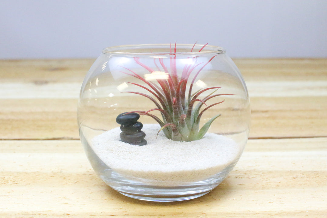 air plants in glass vase Zen Terrarium with Tillandsia Air Plants – Air Plant Shop
