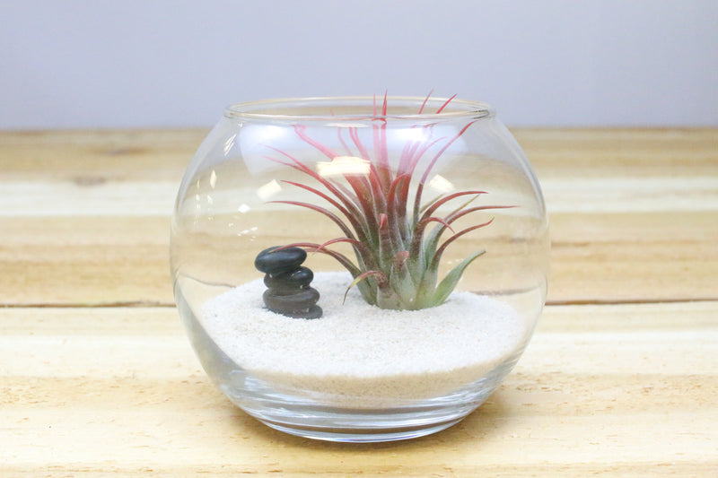 glass bubble bowl, tillandsia ionantha air plant, sand and rock stack