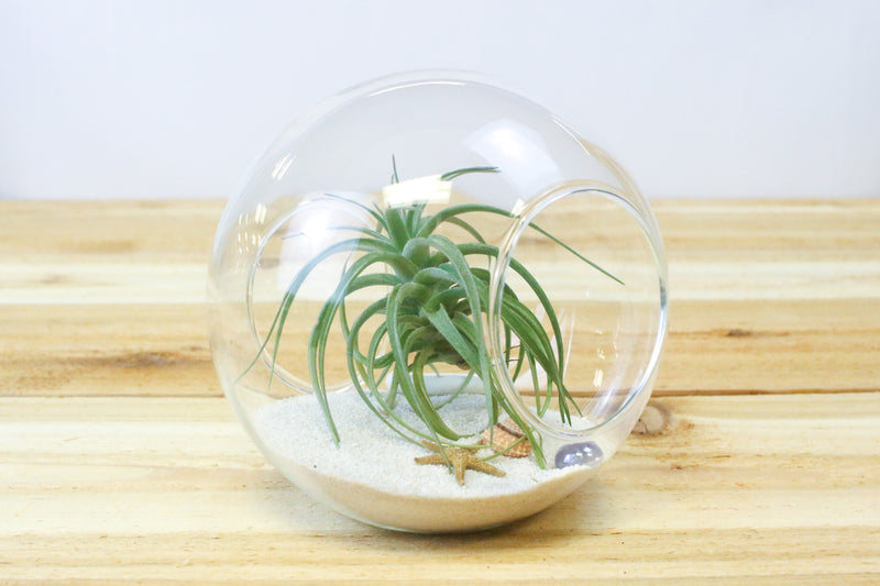 large double open ended glass globe terrarium with sand, sea life and tillandsia aeranthos air plant