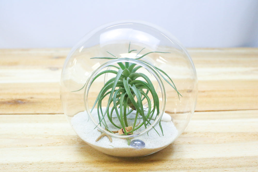 large double open ended glass globe terrarium with sand, sea life and tillandsia aeranthos air plant