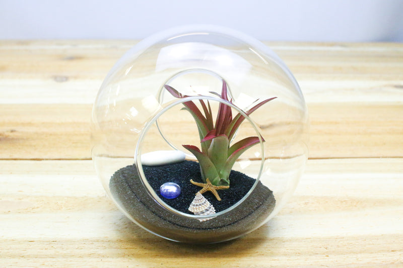 large double open ended glass globe terrarium with black sand, sea life and tillandsia red abdita air plant