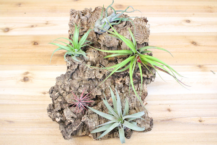 large cork bark display with five assorted tillandsia air plants