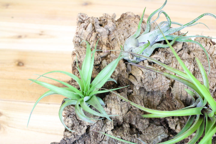 large cork bark display with five assorted tillandsia air plants