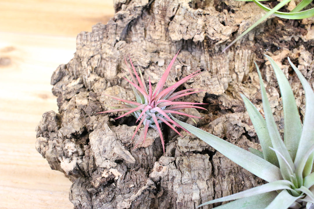 medium cork bark display with 3 assorted tillandsia air plants