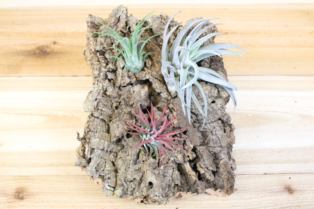 medium size cork bark display with assorted tillandsia air plants