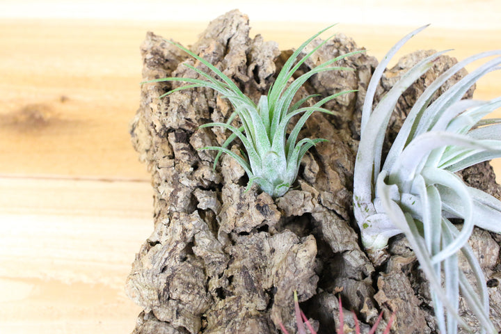 medium size cork bark display with assorted tillandsia air plants