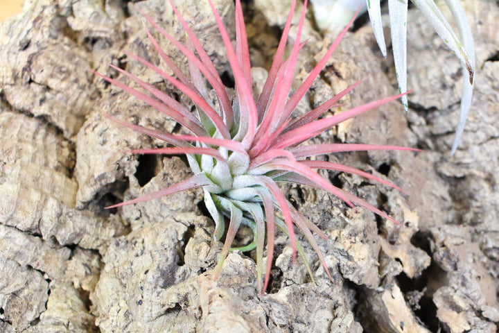 blushing tillandsia ionantha mexican air plant