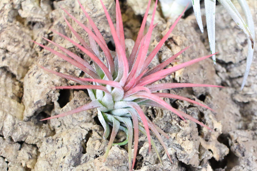  Tillandsia Ionantha Mexican Air Plant