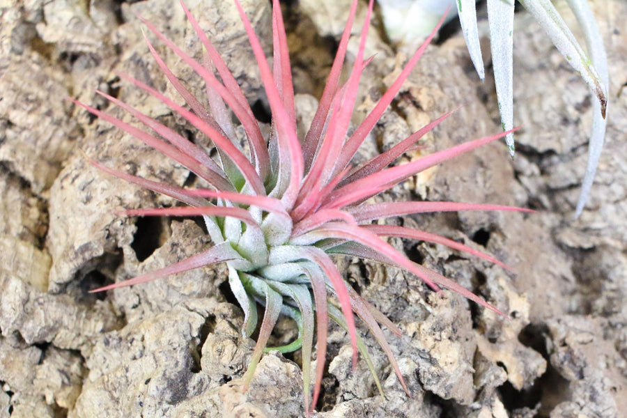 blushing tillandsia ionantha mexican air plant