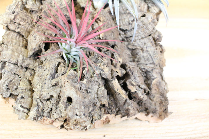 medium cork bark display with 3 assorted tillandsia air plants