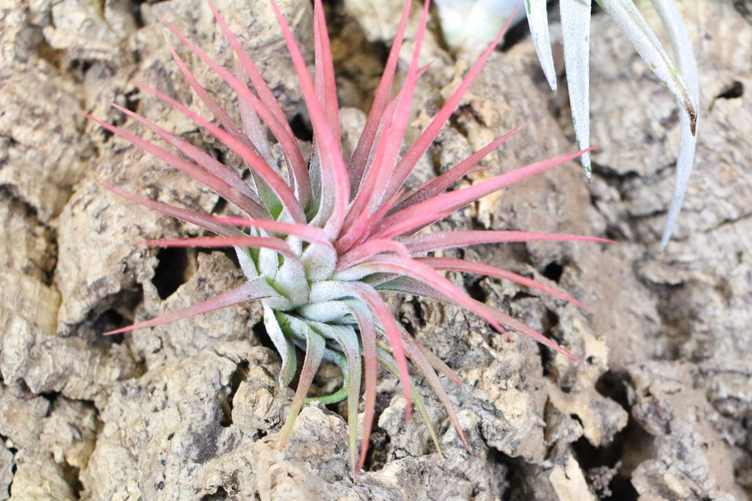 blushing tillandsia ionantha mexican air plant