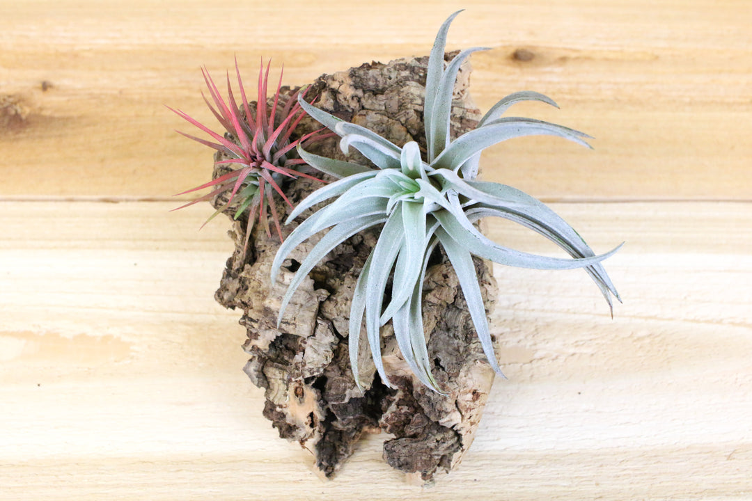 small virgin cork bark with two tillandsia air plants