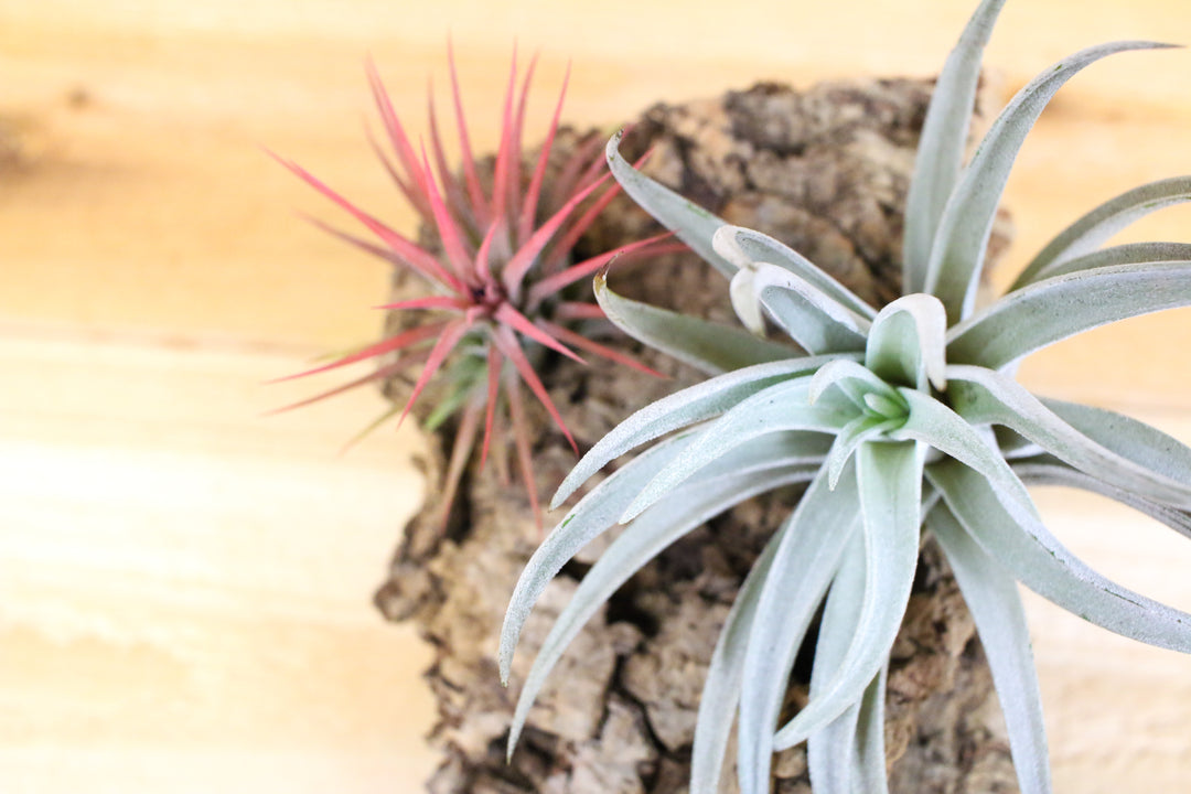 Close up of Tillandsia Air Plants on Virgin Cork Bark Slab