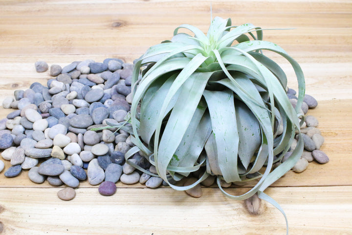 blue air plants Tillandsia Xerographica Air Plants
