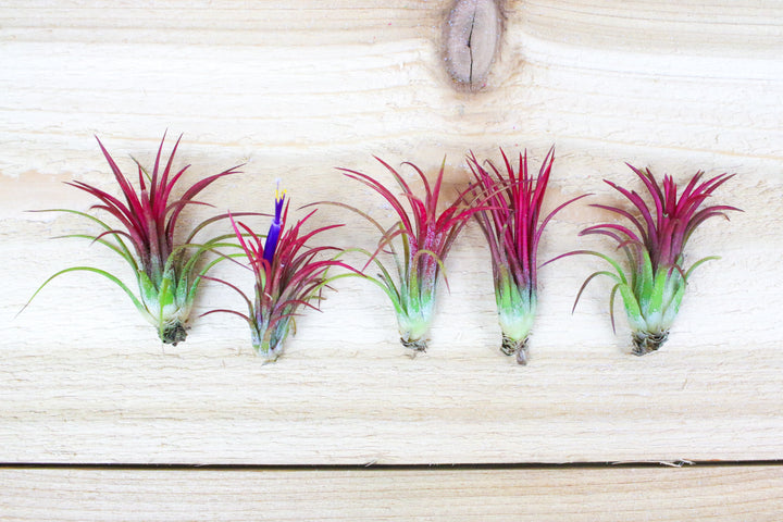 5 blushing and blooming tillandsia ionantha fuego air plants