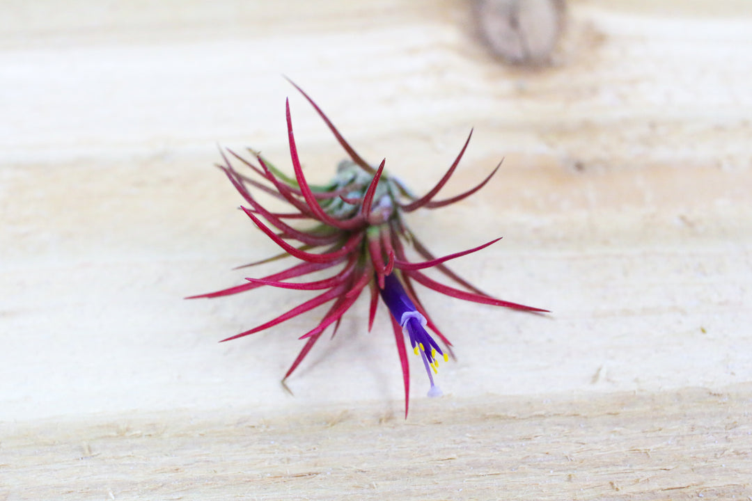 blushing and blooming tillandsia ionantha fuego air plant