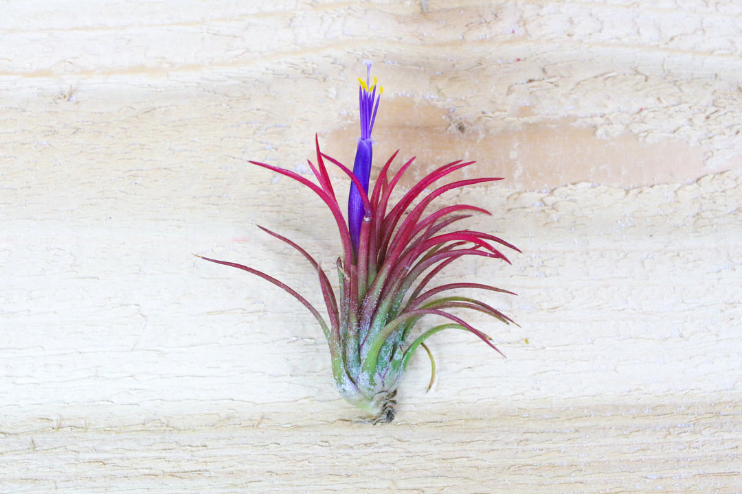 blushing and blooming tillandsia ionantha fuego air plant