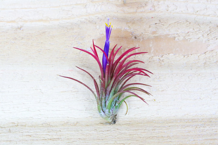 blushing and blooming tillandsia fuego air plant