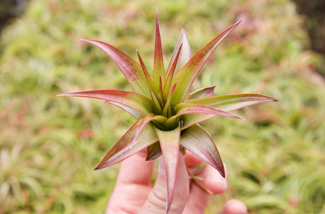 blushing tillandsia abdita air plant